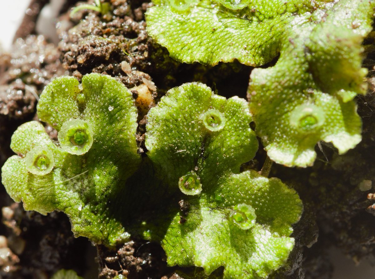 Population Genomics of the Facultatively Sexual Liverwort Marchantia polymorpha buff.ly/3QTHCIE #science #evolution #biology #genome