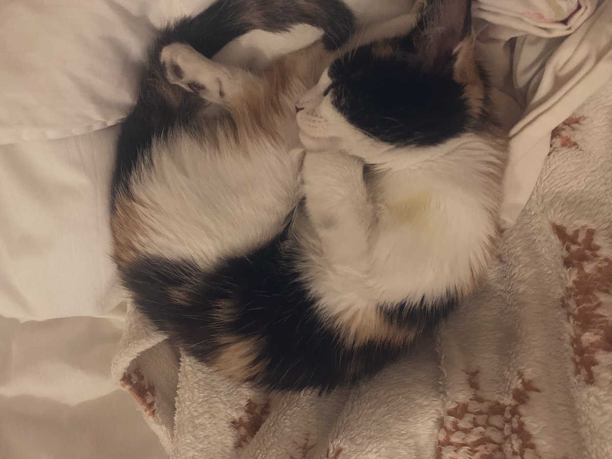 No imaginé conocer a alguien tan dormilón como yo hasta que apareció hasta bichota en mi vida, Chispa🐈‍⬛🐾💛
