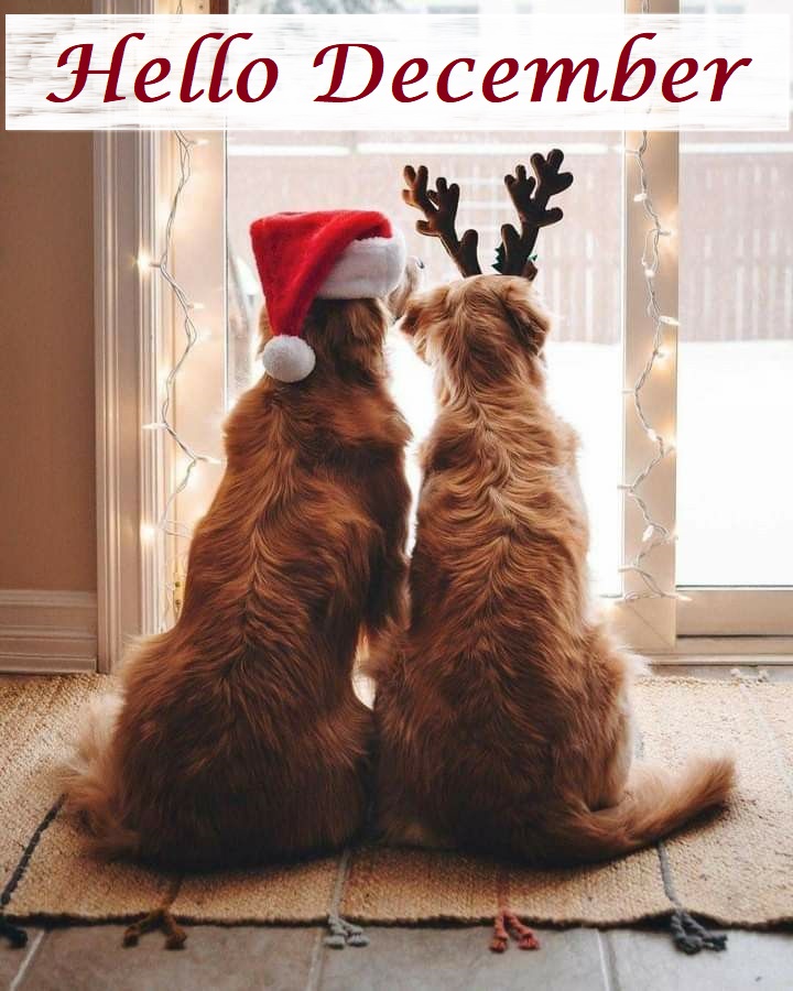 HealthySol4Pets's tweet photo. Goodbye November, Hello December! 🎄

Shop now for your favorite Healthy Solutions for Pets products here 👉 https://t.co/JdFz60GcE9

Enjoy the first weekend of the holiday season! 🐱🐶 https://t.co/oesheelP7h