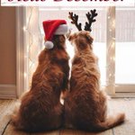 Photo by HealthySolutions4Pet (@HealthySol4Pets)