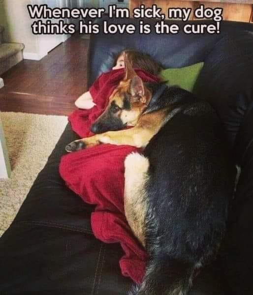 dog survival (@dogssurvival) on Twitter photo 