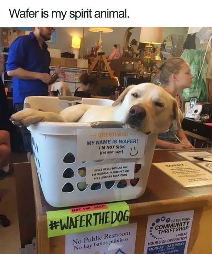 dog survival (@dogssurvival) on Twitter photo 