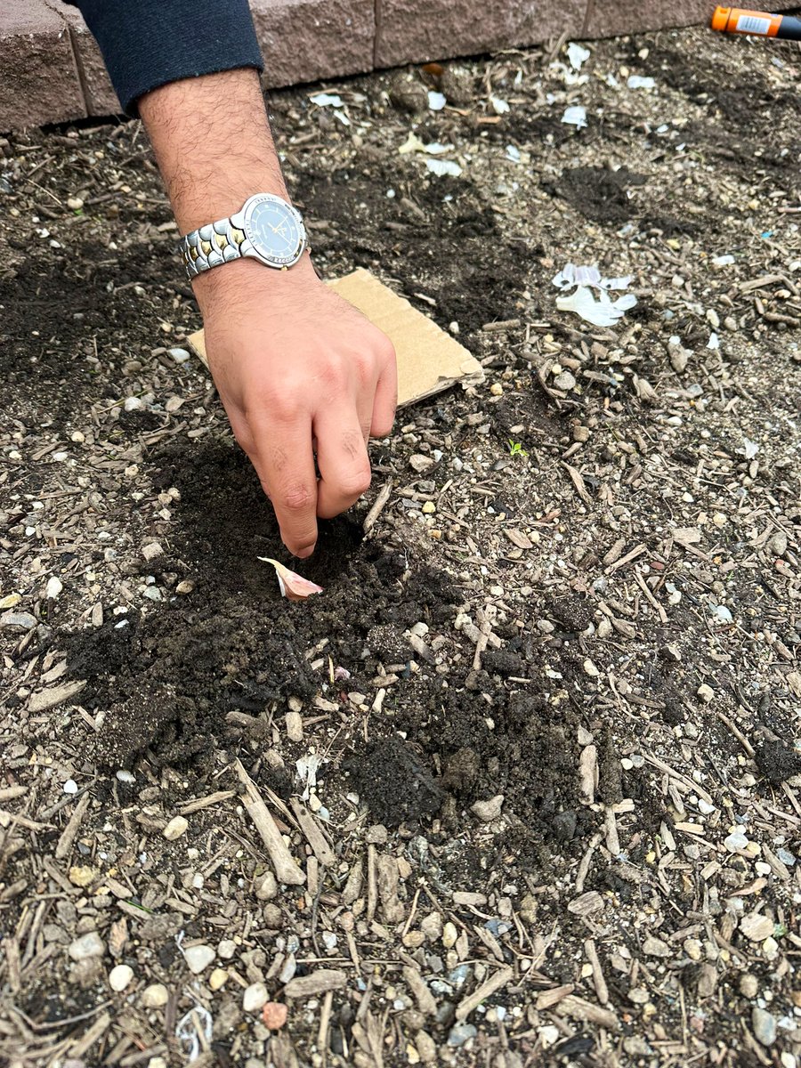 Garlic is in the ground! Excited to watch these cloves grow into flavor-packed bulbs 🧄 <a href="/Mr_Goldin/">Michael Goldin</a> #JerichoFarmCo