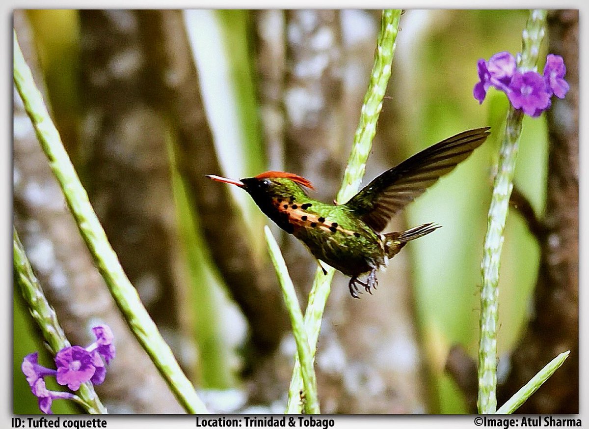 Atul1212's tweet photo. The tufted coquette #MyBirdPic @WWFINDIA #nature #ThePhotoHour #PhotoOfTheDay @WildlifeMag #IndiAves #IndiWild #TwitterNatureCommunity #Nikon #Nikonindiaofficial #unoitsmi #BBCWildlifePOTD #BirdsSeenIn2023 #Birding @KB1997_ #BBCwild @SaevusWildlife https://t.co/YmyyXCyCO8