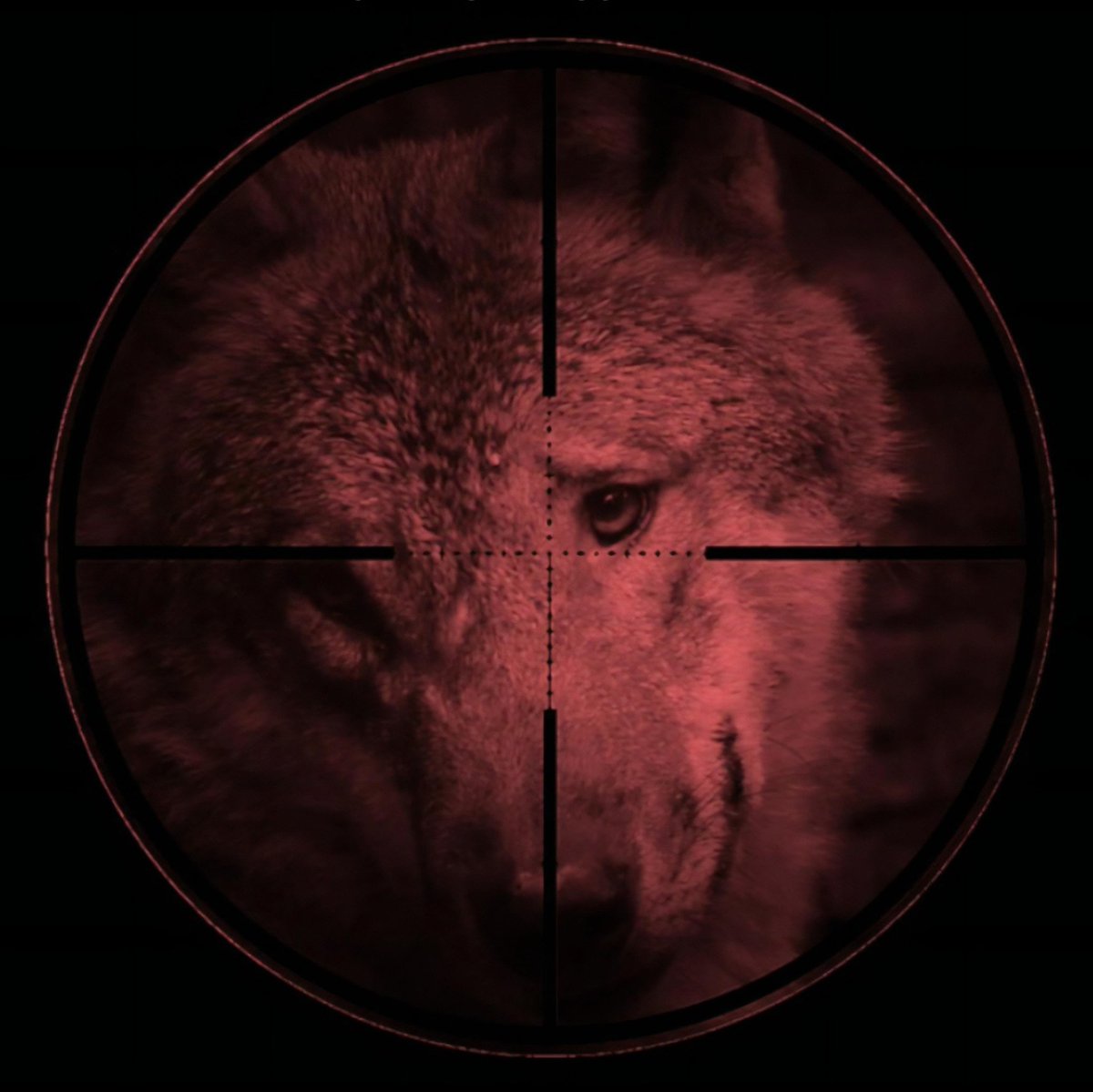 goapirat's tweet photo. ABSCHÜSSE STOPPEN!
#Jagd auf #Wölfe eröffnet. 🤬 Trotz internationaler Kritik & entgegen der Fakten, setzt Umweltminister Rösti @Bundesrat_CH / @bafuCH
die neue #Jagdverordung um. Rund 70% des 🇨🇭 Wolfsbestand soll eliminiert werden.
Foto © Rolf Hösli
#StopKillingWolves https://t.co/PcZgR78ENM