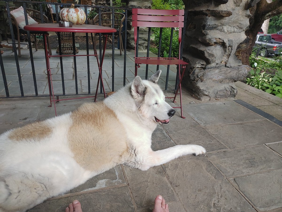 DanZuena's tweet image. @Bighugh53 
Go to the #pspca, they'll help you adopt the right dog. And no matter how big your dog is. If you feed them a diet that they can fully digest properly, the poop isn't that big. My girl is 110 lbs.