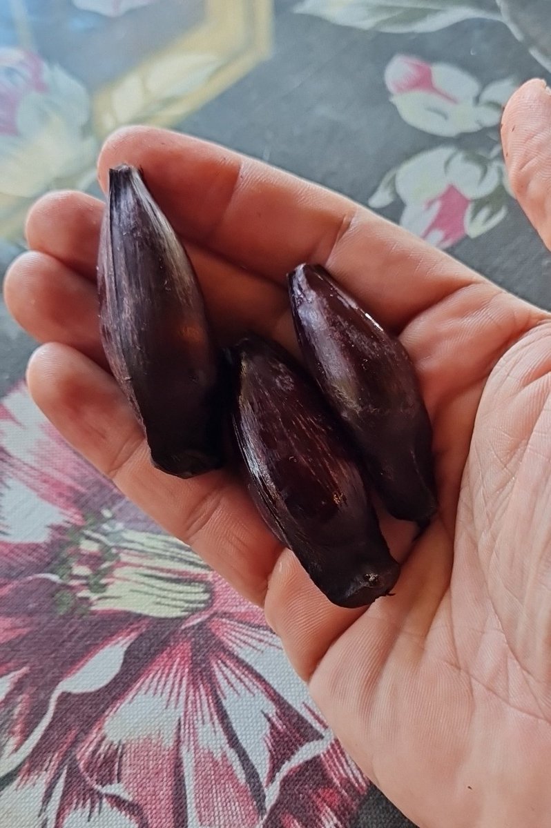 86maneco's tweet photo. Provei essa iguaria hoje pela primeira vez. Lembra muito amendoin cozido. Bom demaizee!
#pinhao https://t.co/fAixUD5wRc