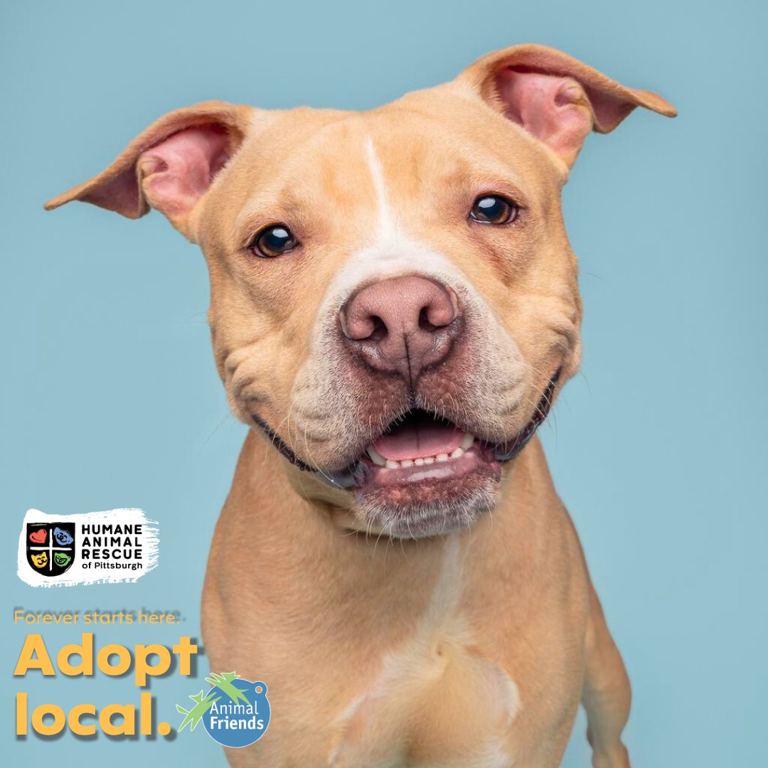 HARPSavesLives's tweet image. Meet Kane! Kane is about 1 year old, walks great on a leash, is house-trained &amp;amp; knows basic commands. HARP &amp;amp; @Animal_Friends encourage you to #adoptlocal! Save a life &amp;amp; give a second chance to a homeless animal right here in our Pittsburgh community. ➡️ bit.ly/469nckn