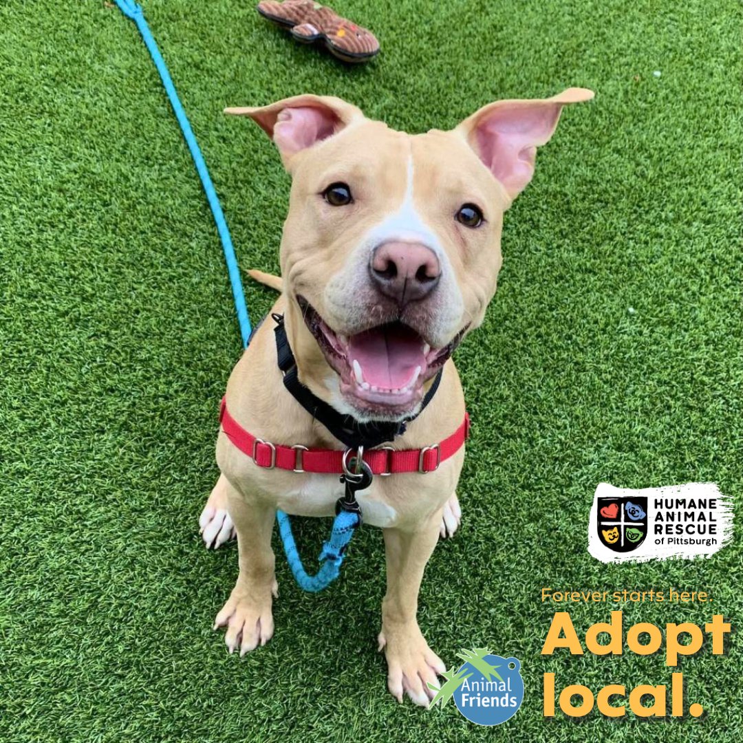 HARPSavesLives's tweet image. Meet Kane! Kane is about 1 year old, walks great on a leash, is house-trained &amp;amp; knows basic commands. HARP &amp;amp; @Animal_Friends encourage you to #adoptlocal! Save a life &amp;amp; give a second chance to a homeless animal right here in our Pittsburgh community. ➡️ bit.ly/469nckn