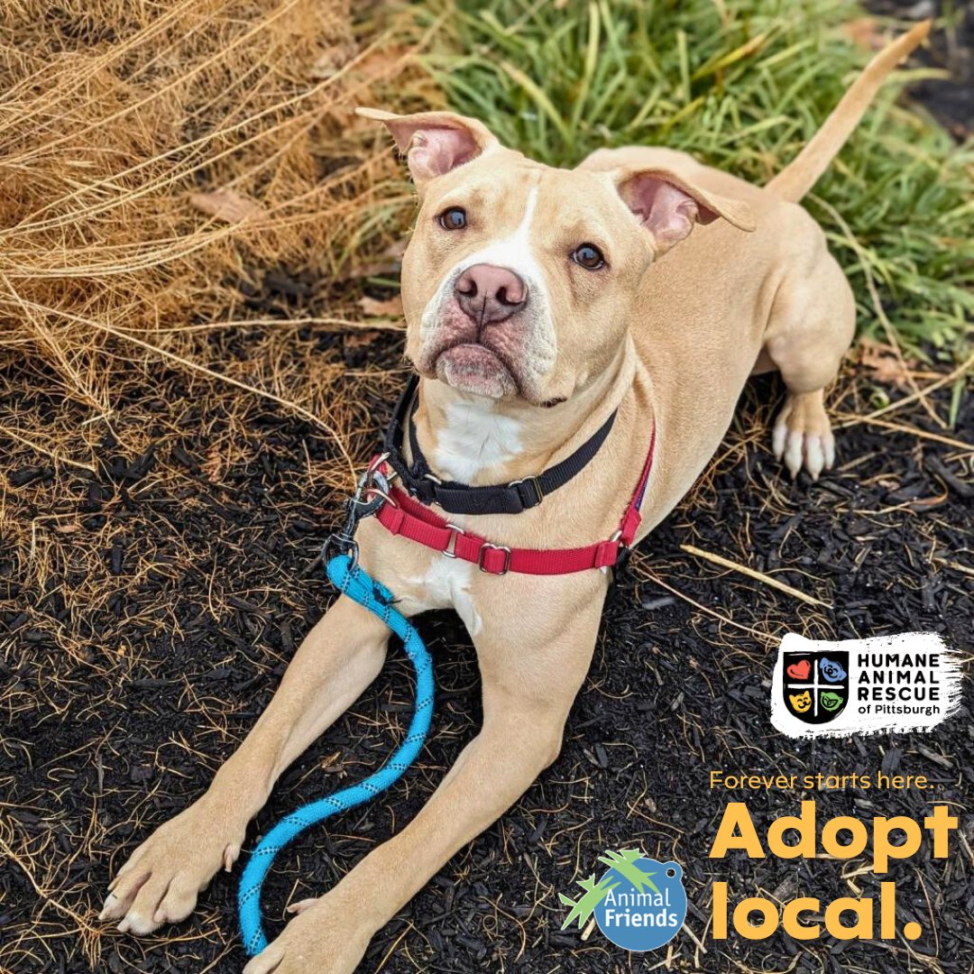 HARPSavesLives's tweet image. Meet Kane! Kane is about 1 year old, walks great on a leash, is house-trained &amp;amp; knows basic commands. HARP &amp;amp; @Animal_Friends encourage you to #adoptlocal! Save a life &amp;amp; give a second chance to a homeless animal right here in our Pittsburgh community. ➡️ bit.ly/469nckn
