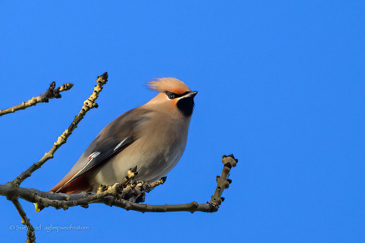 Just managed to see the Waxwings for a couple of minutes before they departed yesterday. #waxwings #Migrant #wintervisitor #autumnwatch #Norfolk #BBCWildlifePOTD #bbccountryfilemagpotd #birdphotography