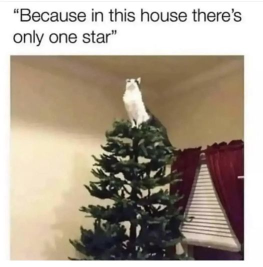 np_awesome's tweet photo. haha yup! #cats #catmeme https://t.co/wNMT9gtVBQ