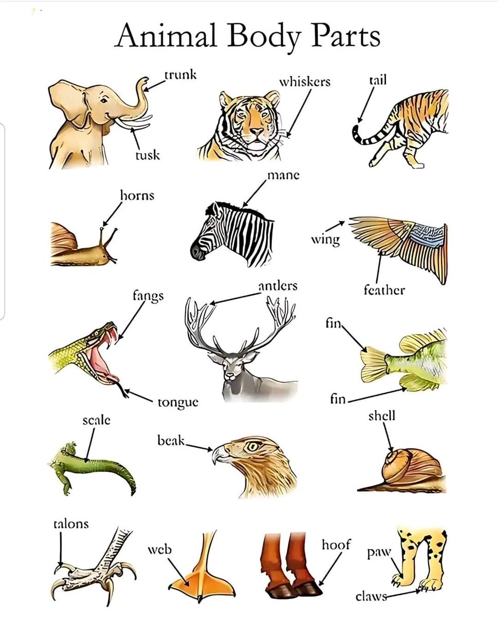 LearnLanguage88's tweet photo. Animals body parts #learnenglish #vocabulary https://t.co/56KrGLio8K