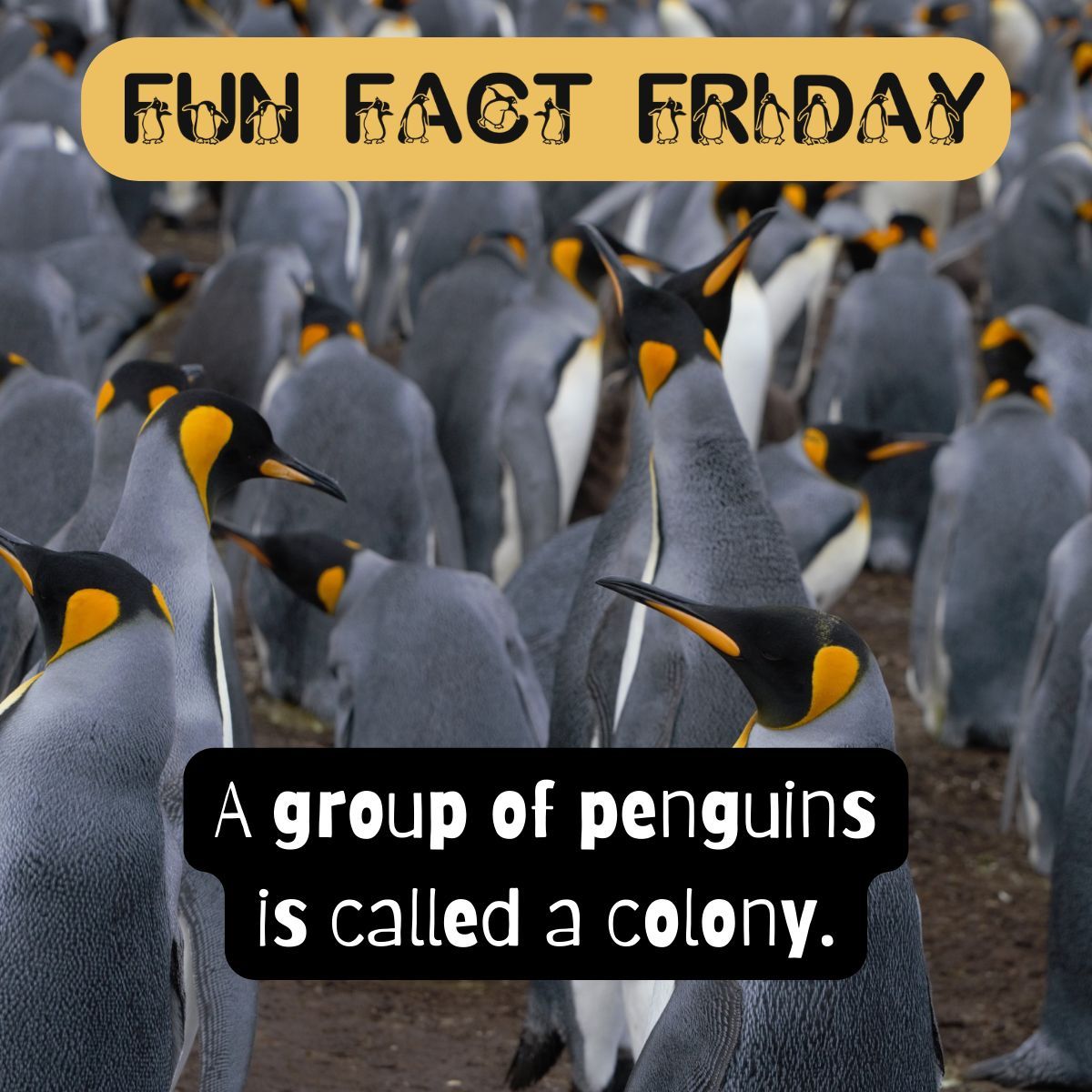 MiraCostaSTEMLC's tweet photo. What's a party of penguins called? 🥳 Find out with today's #FunFactFriday. 🐧 #MiraCostaSTEMLC https://t.co/HZSb1BMCtf