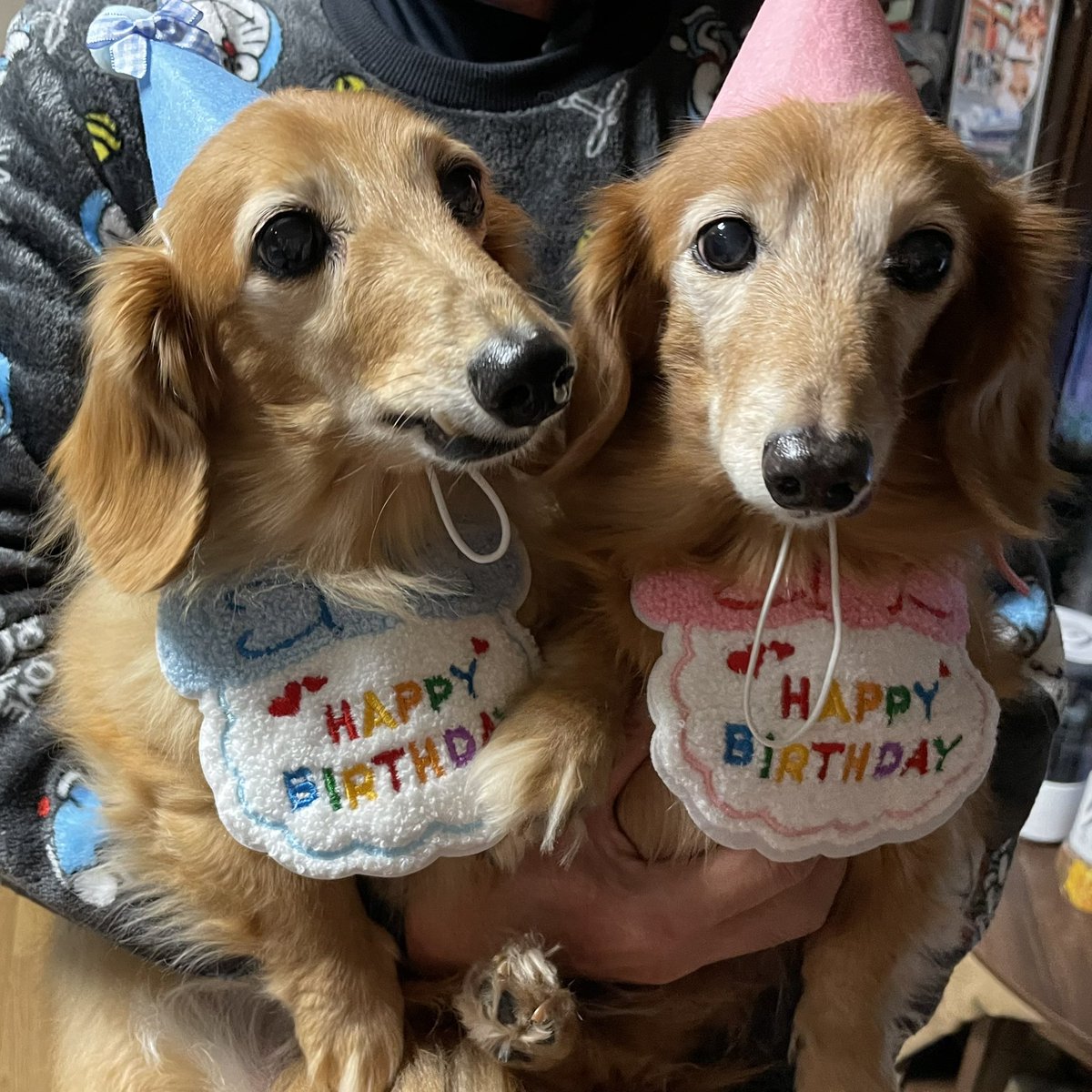 tomoka_o6's tweet photo. 実家のわんこのお誕生日会🎂
16歳になりました🥳
去年は4兄弟みんなでお祝いできた誕生日、今年は2匹になってしまったけれど、これからも元気に長生きしてね�� https://t.co/Nop7iMSqT5
