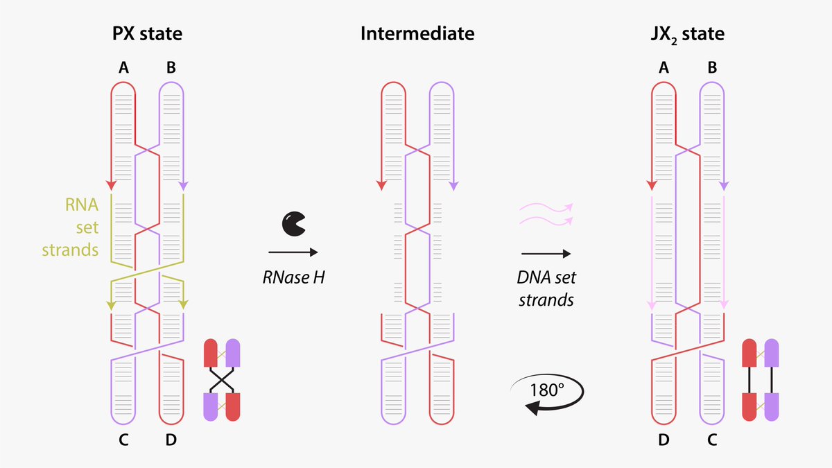 Arun Richard (@arunrichardc) on Twitter photo Early Christmas present! In this new paper, I use a combination of RNase ✂️and nucleic acids 🧬 to reconfigure a DNA device based on paranemic crossover (PX) DNA. Still got some bench work in me after becoming PI :)
🔗pubs.rsc.org/en/content/art…
<a href="/ChemCommun/">Chemical Communications</a> <a href="/DNAnanoscience/">DNA nanotechnology</a> Early Christmas present! In this new paper, I use a combination of RNase ✂️and nucleic acids 🧬 to reconfigure a DNA device based on paranemic crossover (PX) DNA. Still got some bench work in me after becoming PI :)
🔗pubs.rsc.org/en/content/art…
<a href="/ChemCommun/">Chemical Communications</a> <a href="/DNAnanoscience/">DNA nanotechnology</a>