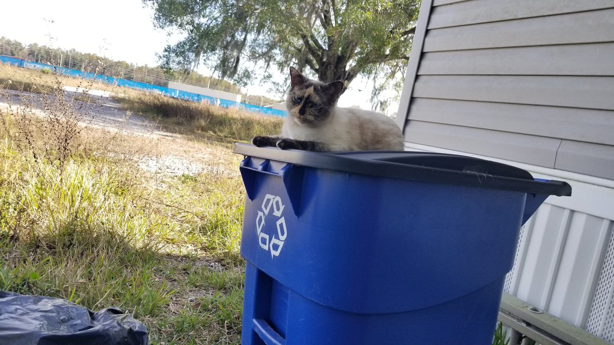 CowzerOwzer7's tweet photo. My cat supports recycling. https://t.co/pGVfBA7aGE