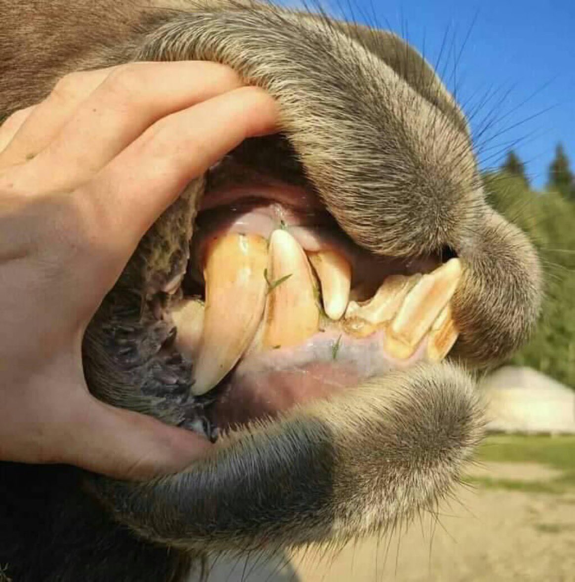 إنه الحيوان الذي أمر الله عباده أن ينظروا إلى خلقه هل حقا تأملت من قبل الإبل ؟

 إذ مشغول :
 "فضلوا التغريدة وارجع لها بعدين❤️