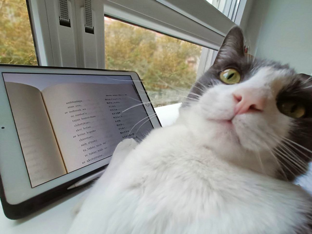 Ponchyk, gato andaluz de nombre ucraniano que ahora es erudito de la literatura épica ainu.

¿Deberíamos sacrificarlo para que vuelva al mundo de los kamui y le cuente a otros michis la vidorra que lleva?