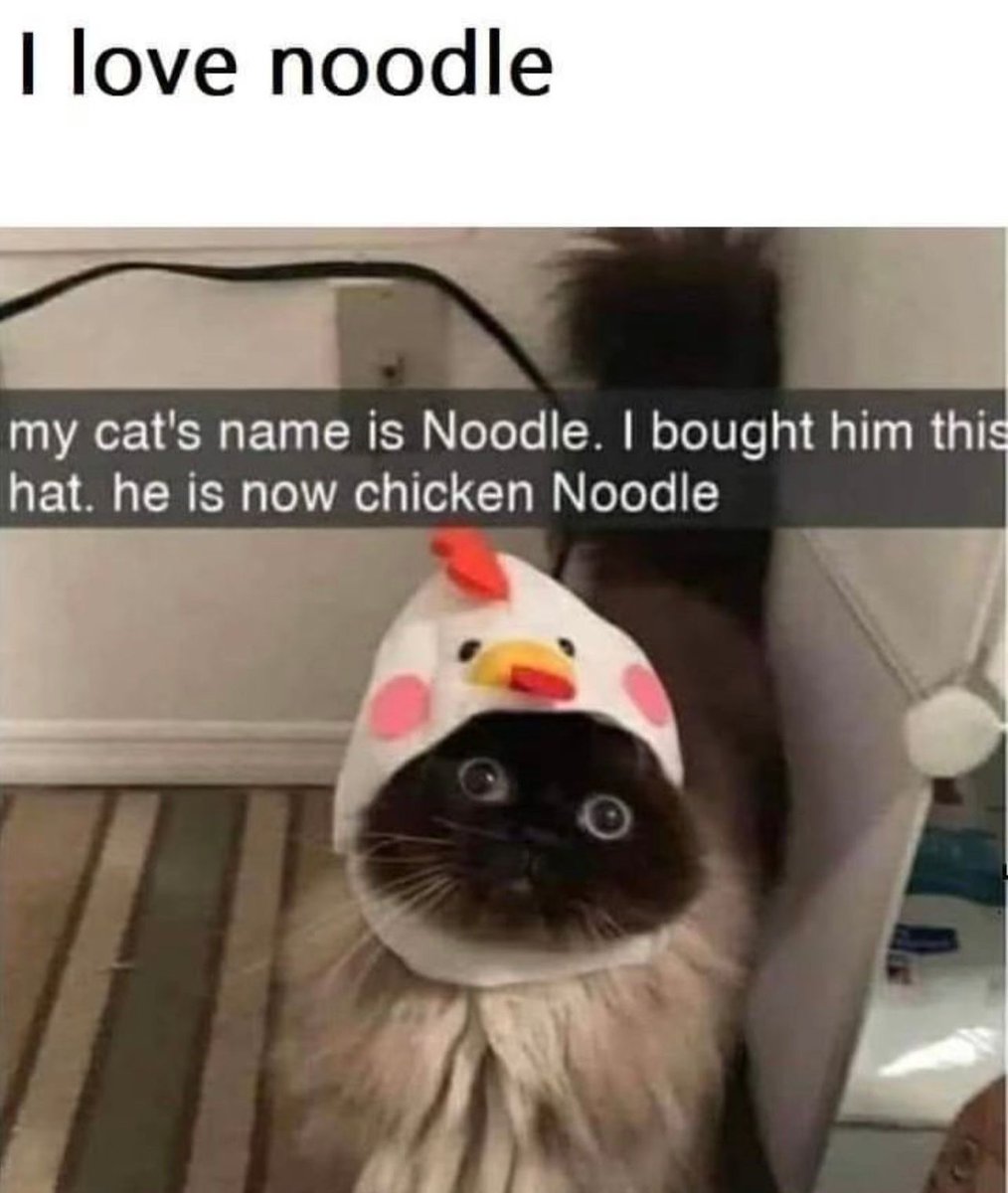 Posts Of Cats (@postsofcats) on Twitter photo 