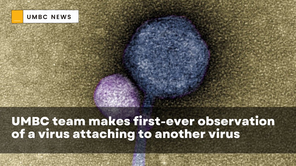 In a paper published in the Journal of the International Society of Microbial Ecology, a UMBC team and colleagues from Washington University in St. Louis (WashU) describe the first observation of a satellite bacteriophage. Read more: bit.ly/3ScNOO1