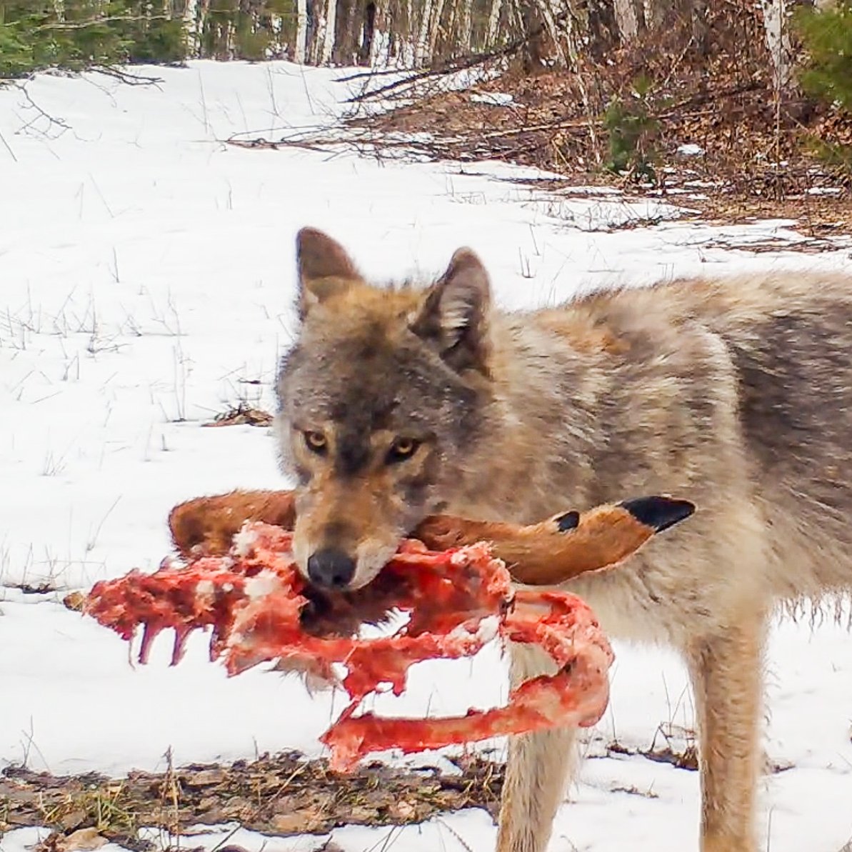 Many have recently claimed that wolves are decimating the deer population and destroying deer hunting and we need to kill wolves ASAP to turn things around.

Below is a deep dive into the data on wolves, deer, and deer hunting in our area and northeastern Minnesota
