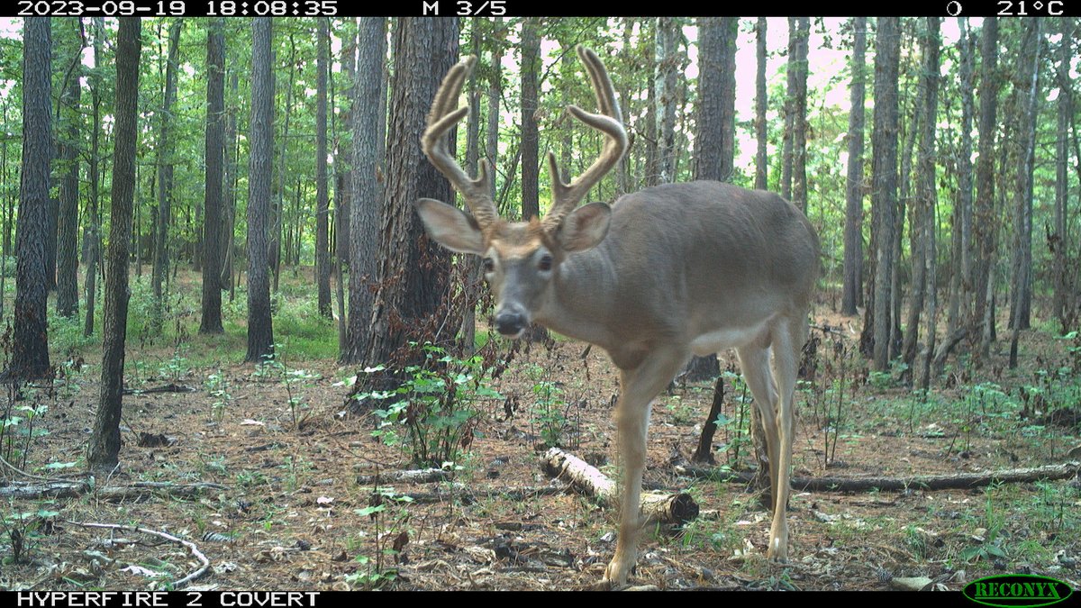 Roland Kays tweet media