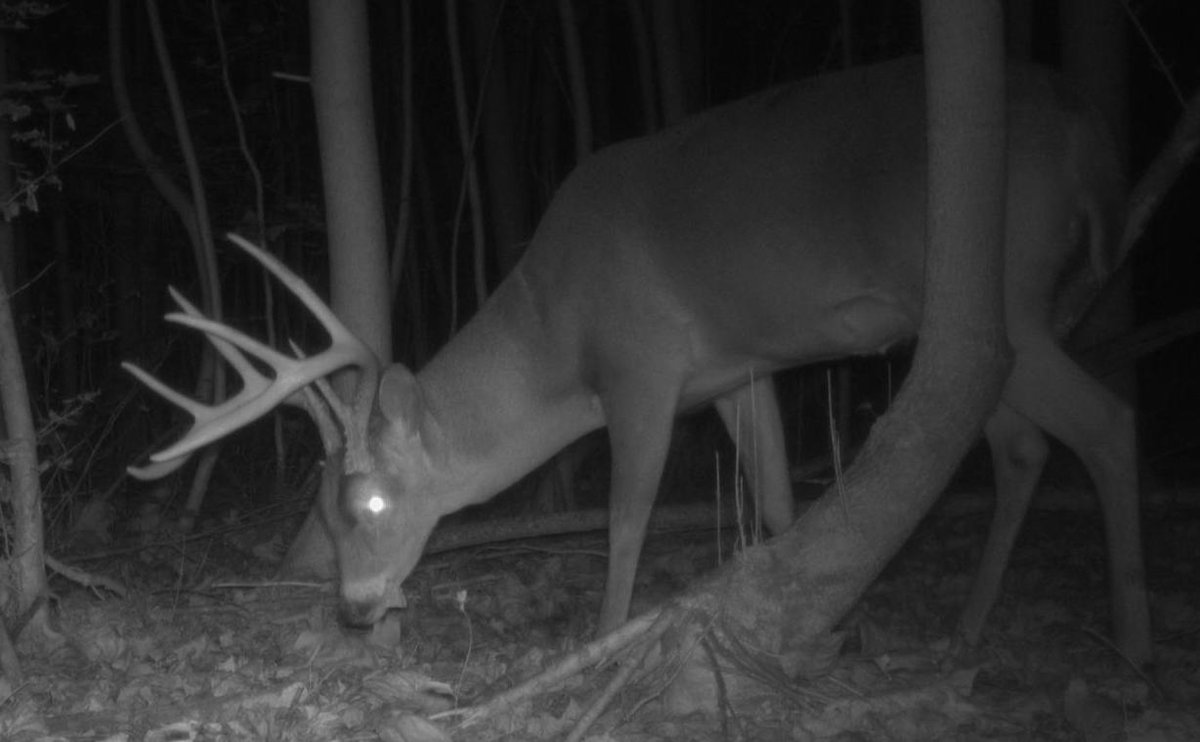 Roland Kays tweet media