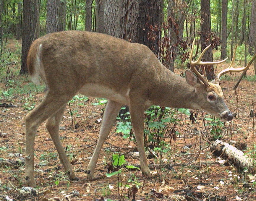 Roland Kays tweet media