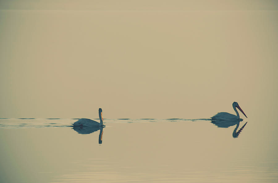 'I'm Sailing Right Behind'. Check out this precious and stunning photo by @LaurieSearch here: fineartamerica.com/featured/im-sa…
#art #photo #contemporaryart #ArtistOnTwitter #SaltonSea #California