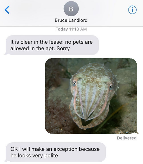 CephalopodToday's tweet photo. https://t.co/bZ9d3GTX5L