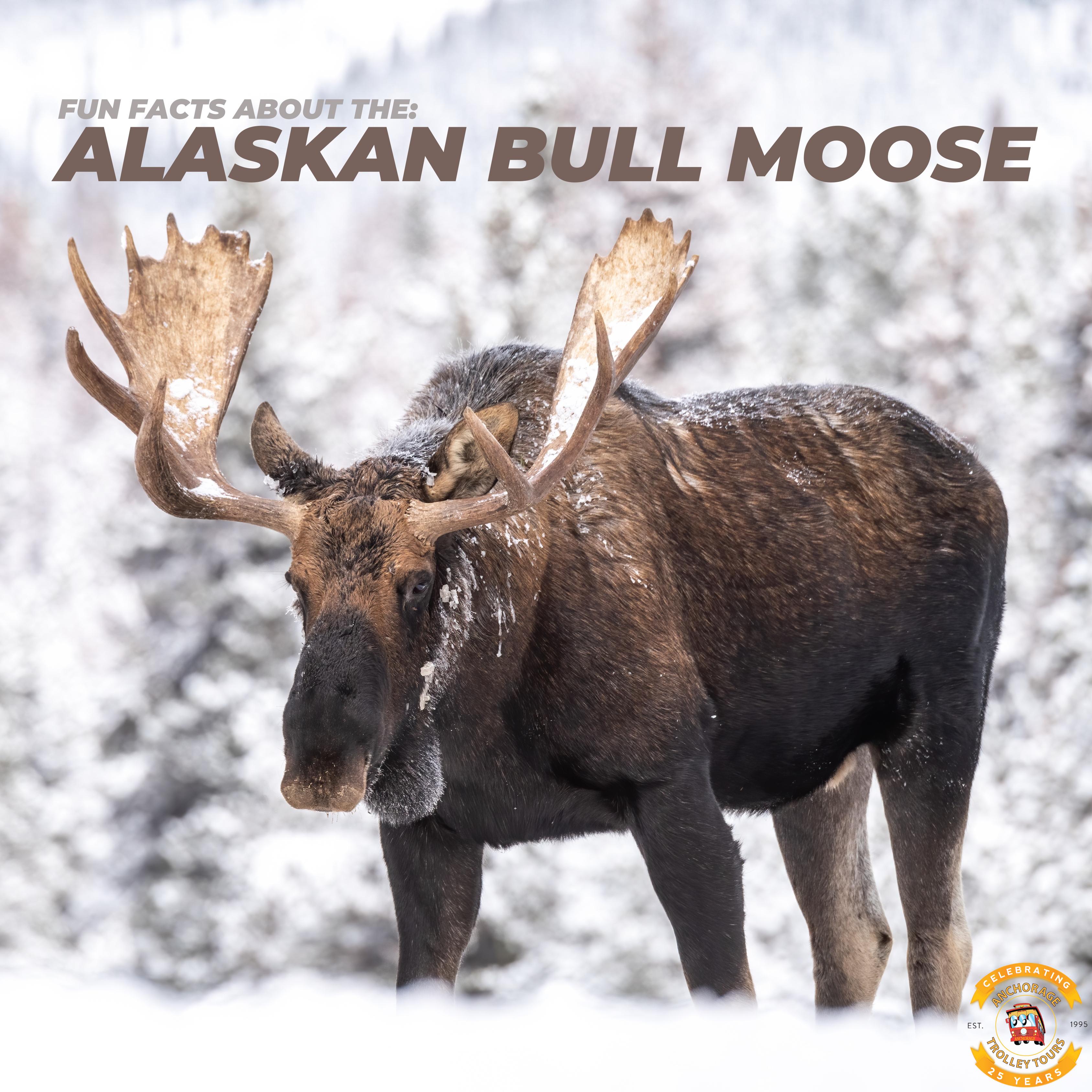 How Much Do Moose Antlers Weigh: Discover the Impressive Weight