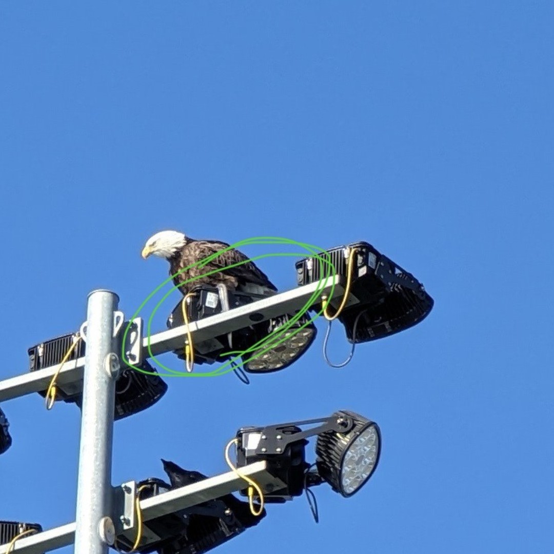 We had an exciting visitor on #HRPK's Gansevoort Peninsula yesterday — a bald eagle, seen here perched on a light post enjoying a freshly caught eel. This appears to be the first official perched sighting of a bald eagle in Hudson River Park, which is a notable milestone!
