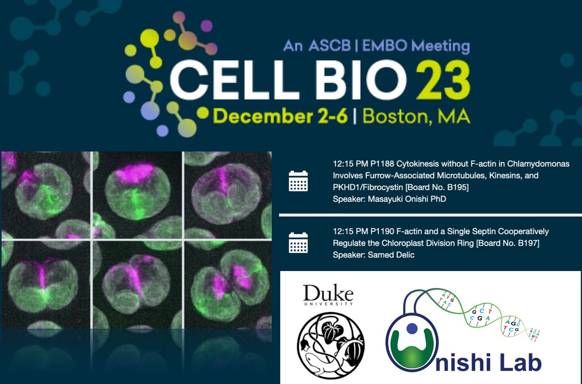 We have two posters at #cellbio2023! Cytokinesis I on Sunday: Samed Delic on the role of actin & single septin in the coordination of cell & chloroplast division. I will be presenting Yaning Yuan & Natsumi Tajima-Shirasaki's work on how a cleavage furrow can form without F-actin.