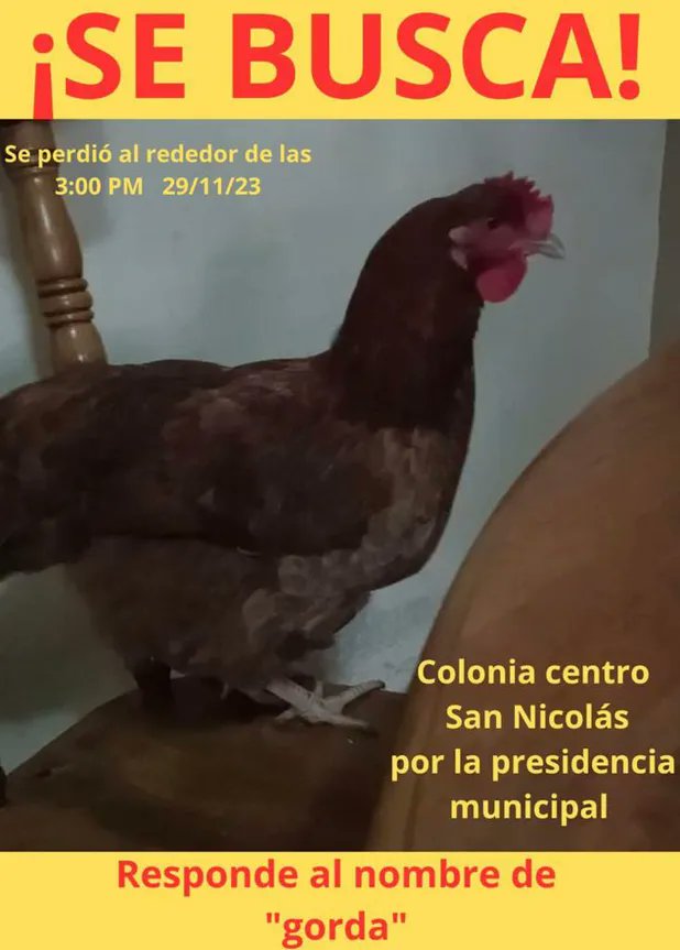 Una familia de San Nicolás de los Garza, Nuevo León, pidió ayuda para localizar a su mascota, una gallina llamada 'Gorda'. 🐓

'Gorda' pertenece a un niño llamado Tadeo, quien pidió ayuda para localizarla y tiene la esperanza de que vuelva a su hogar.

La familia de Tadeo publicó