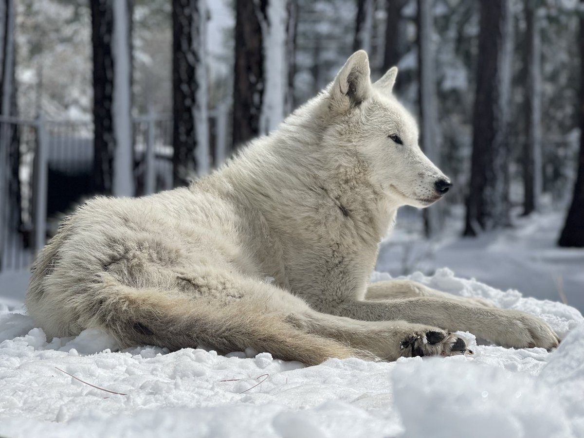 Oliver Starr tweet media