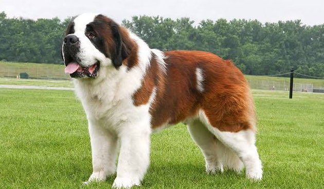 Posh_Mo's tweet photo. Like 4-5 dog breeds, were used to develop Saint Bernard

Without a doubt, St.Bernard is pretty 🥰 https://t.co/AJ5j7KMVBd