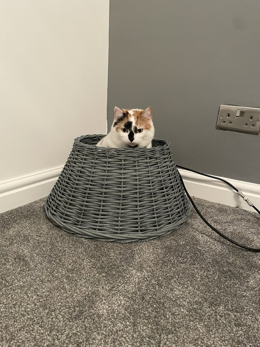 Christmas has begun 🎄❤️