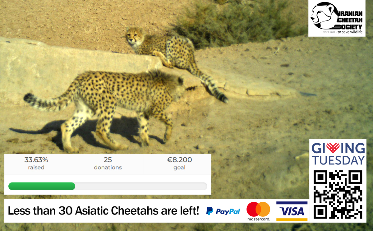 IranianCheetah's tweet photo. Only 3 more days are left for our crowdfunding campaign to end. So far, we have managed to raise 33% of the 8,200 Euros required to support two experts in the field. We urge you to help us spread the word and share this cause with your network. Donate here:https://t.co/4jpkrN4tjS https://t.co/E8c7kL6Syy