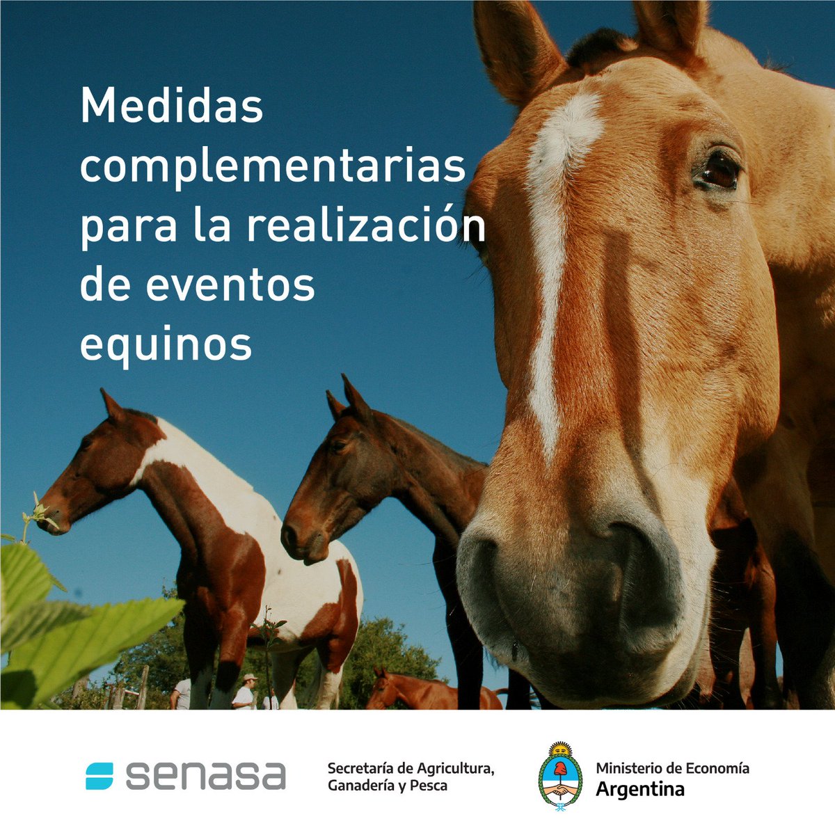 SenasaAR's tweet image. #EncefalomielitisEquina
⚠️ Medidas complementarias para la realización de eventos

Más info ➡️t.ly/CvIso

ℹ️Creamos un micrositio donde se puede consultar información sobre normativa, recursos de comunicación, y tableros estadísticos.