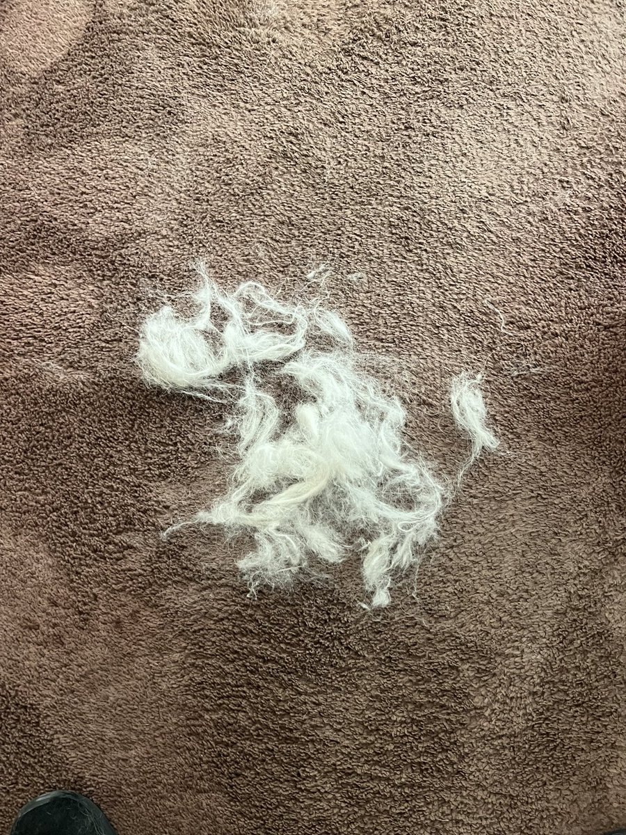 Stitch loves lying on this landing. It’s his “spot”. Two or three times per day, I pause to gather all the hair that he deposits here. How this dog isn’t bald is beyond me. 🤷🏼‍♀️ #GreatPyrenees #StitchThePyr
