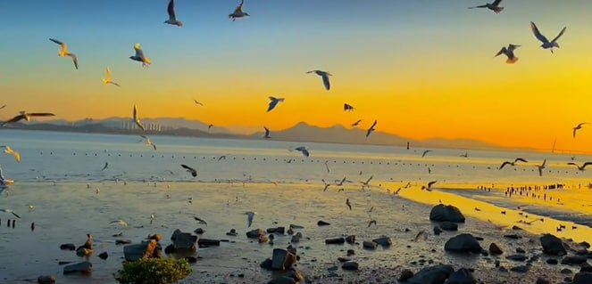 SweetMood192's tweet photo. Orange sky, blue sea. Seagulls fly to freedom in the colorful world🫰 https://t.co/BGkIOWyAgI