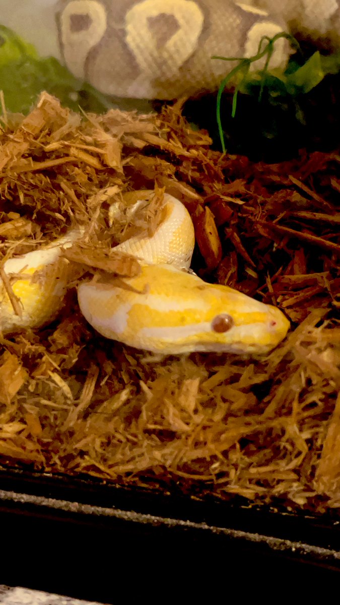Queenvib3z's tweet image. My babies 🐍🤍 Kai &amp;amp; VENUS ✨😊 #snakemom #reptiles #reptilequeen #AnimalReview #lavenderalbino #ballpythons #reptilemom #x #love #2023 #