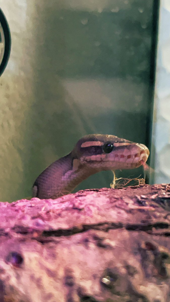 Queenvib3z's tweet image. My babies 🐍🤍 Kai &amp;amp; VENUS ✨😊 #snakemom #reptiles #reptilequeen #AnimalReview #lavenderalbino #ballpythons #reptilemom #x #love #2023 #