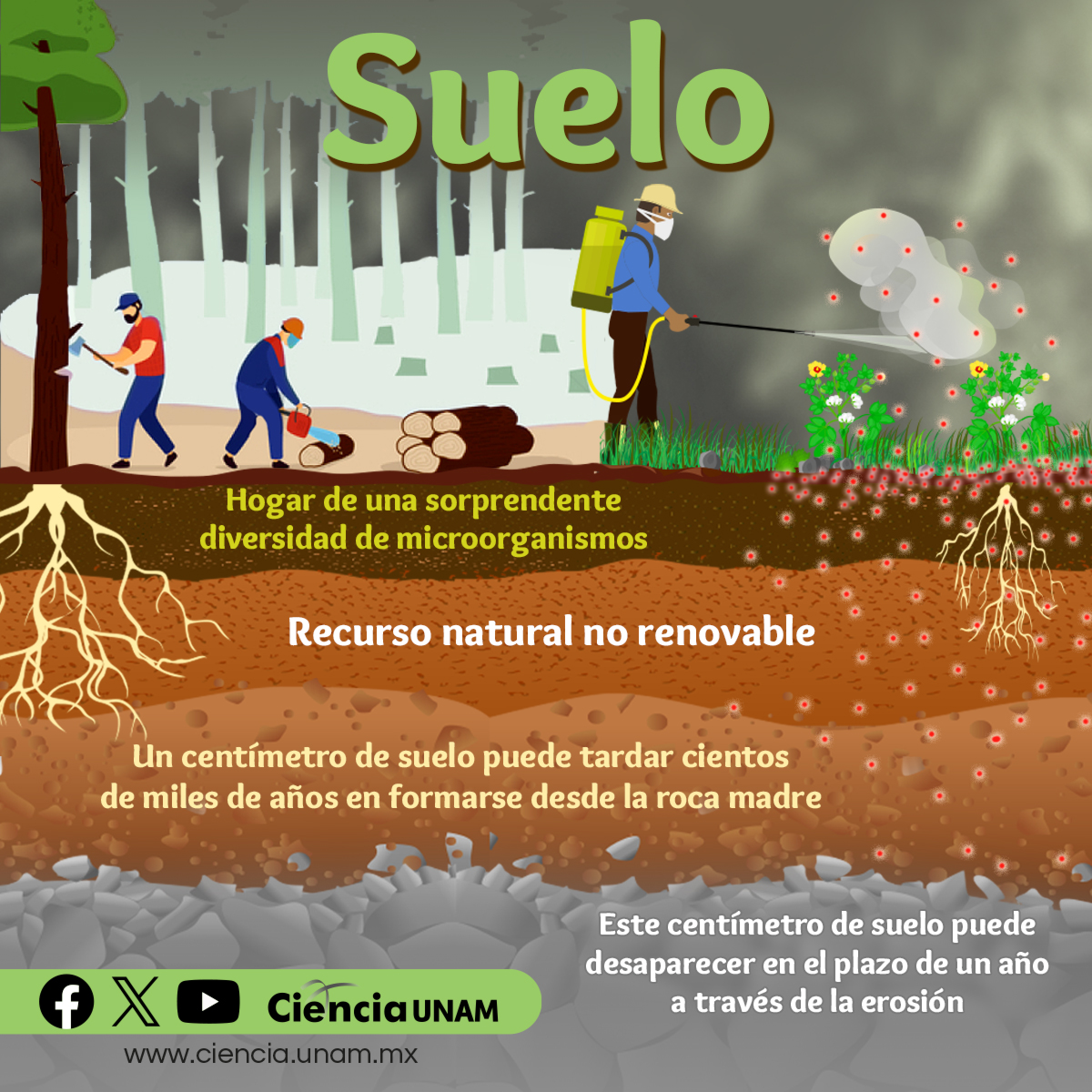 #AmbienteyNaturaleza | En el día mundial del #Suelo te contamos más sobre este recurso esencial y aportador de servicios ecosistémicos que permiten la vida en el planeta Tierra.
¿Sabías que es hábitat de bacterias productoras de hormonas y antibióticos?
lc.cx/XVRef8