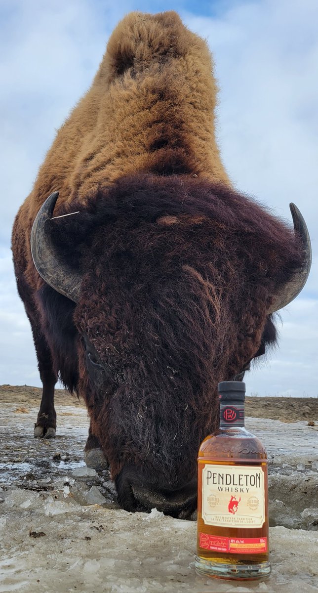 rjbisonranch's tweet photo. Happy Friday !
Other than chopping water holes open every morning, it's been a pretty easy winter so far.
#ranchlife #LetErBuck #stand4heroes #nfr #bison #eatbettereatbison #withpendleton https://t.co/WmZgMAYt65