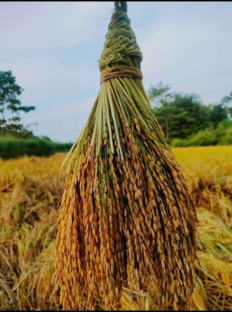 Sustainable Utilization of Parali (paddyware)as feed for ruminants and for others, various uses such as excrement, covering, paper mash, liquor, mats, poultry litter and production of mushrooms that is one of them.#FAO #IUCN #UNDP #IPBES
