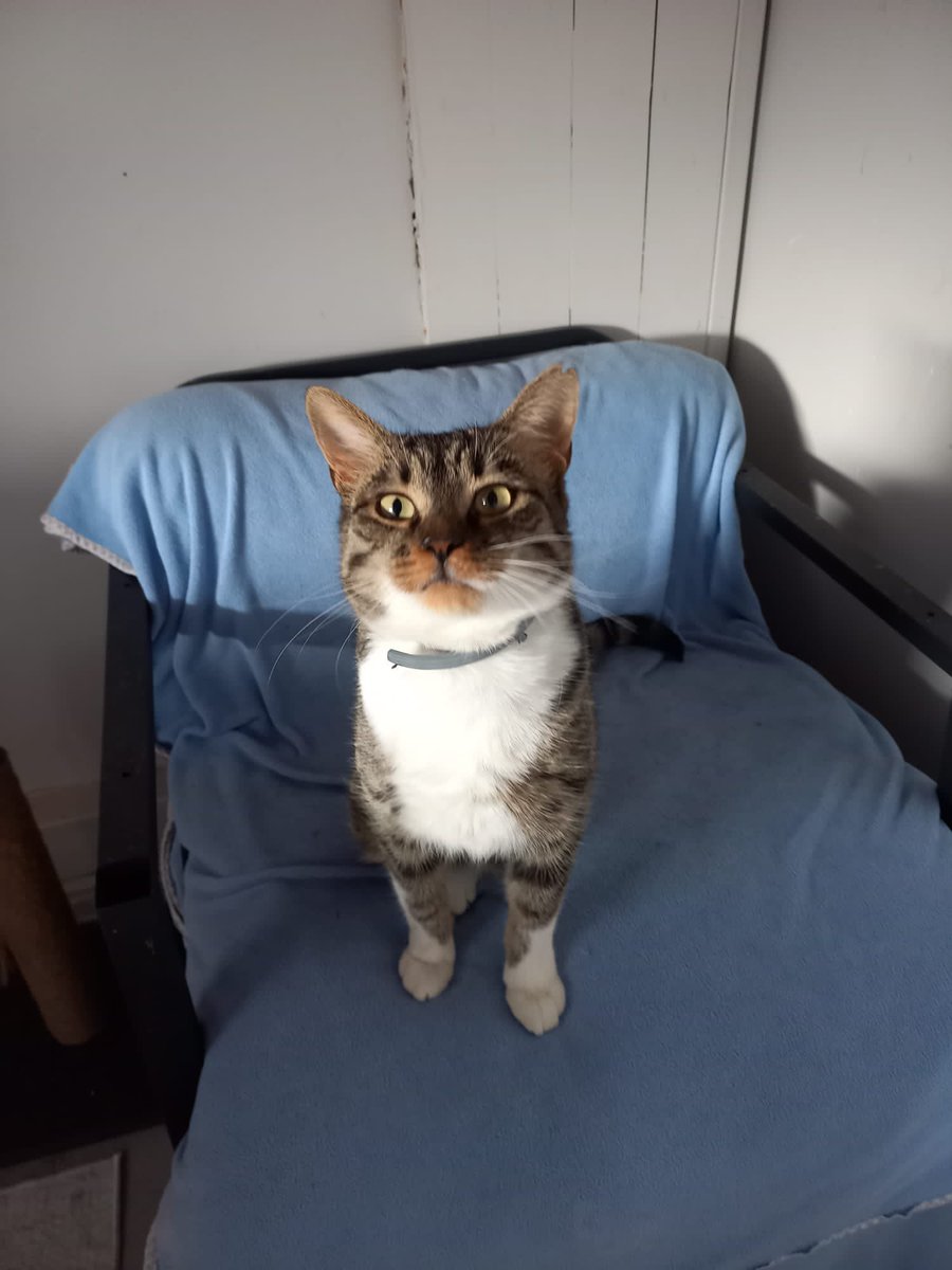 hepader's tweet photo. Bu 3 bacaklı çocuk bana gecenin bir vakti, hiç tanımadığım biri tarafından verildi. Toparlanması gerektiği için kalabalığa sokamadım, 2 aydır pansiyonda kalıyor. İlk geldiğinde klinikten çıkmasına rağmen çok kötüydü, her yeri mantardı. Asena ablası mis gibi baktı, dobişko oldu. + https://t.co/jQ1LhyQTjd