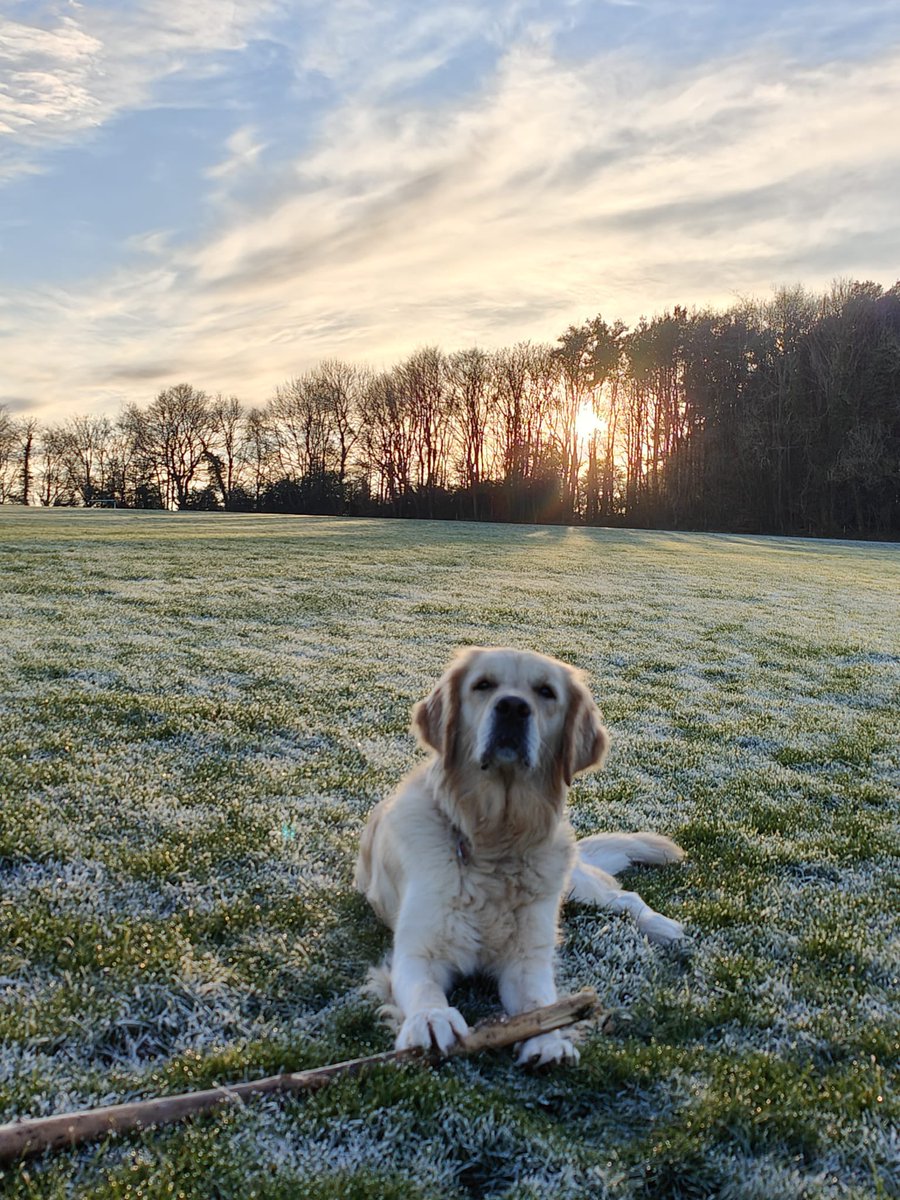 Bella the Therapy Dog tweet media