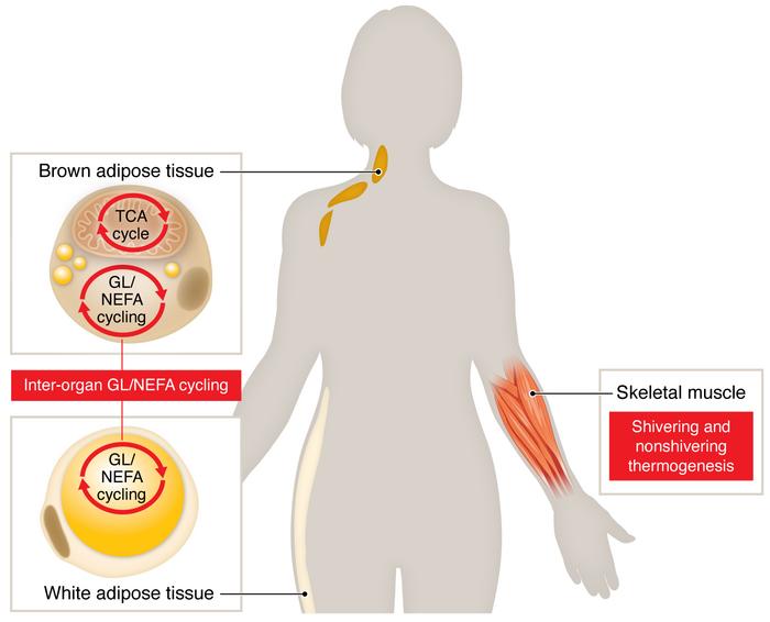 Daniel J Drucker (@danieljdrucker) on Twitter photo The great brown fat debate from #Endo2023 <a href="/TheEndoSociety/">Endocrine Society</a> heats up <a href="/jclinicalinvest/">Journal of Clinical Investigation</a> with <a href="/acypess/">Aaron Cypess</a> <a href="/NIDDKgov/">NIDDK</a> jci.org/articles/view/… and <a href="/CarpentierAndr3/">Carpentier André</a> <a href="/_CRCHUS/">CRCHUS</a> jci.org/articles/view/… The great brown fat debate from #Endo2023 <a href="/TheEndoSociety/">Endocrine Society</a> heats up <a href="/jclinicalinvest/">Journal of Clinical Investigation</a> with <a href="/acypess/">Aaron Cypess</a> <a href="/NIDDKgov/">NIDDK</a> jci.org/articles/view/… and <a href="/CarpentierAndr3/">Carpentier André</a> <a href="/_CRCHUS/">CRCHUS</a> jci.org/articles/view/…